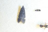 Dichomeris alacella