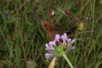 Nemophora metallica