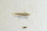 Pyroderces argyrogrammos