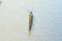 Coleophora