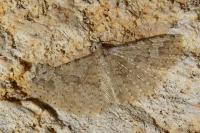 Alucita bidentata
