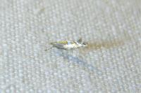 Phyllonorycter