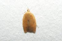 Clepsis consimilana