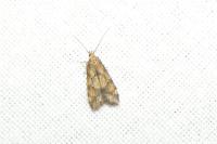 Brachmia blandella