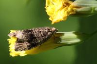 Celypha lacunana