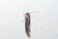 Cephimallota crassiflavella