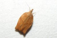 Pandemis heparana