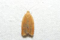 Clepsis consimilana