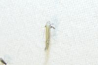 Aspilapteryx tringipennella