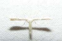 Adaina microdactyla