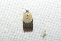 Acleris variegana