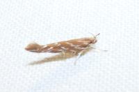 Pyroderces argyrogrammos
