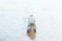 Neocochylis molliculana