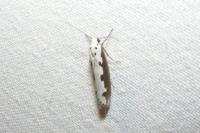 Ethmia bipunctella