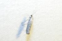 Yponomeuta sedella