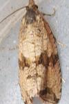 Celypha striana