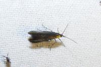 Coleophora
