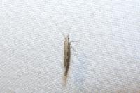 Plutella xylostella