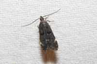 Dichomeris alacella