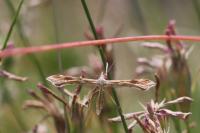 Gillmeria pallidactyla/ochrodactyla