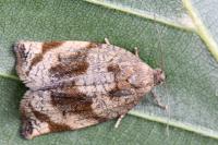 Archips crataegana