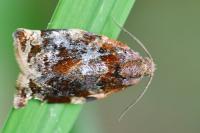 Archips xylosteana