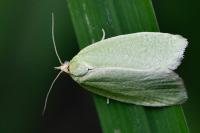 Tortrix viridana