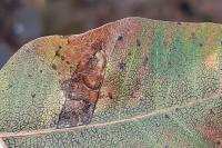 Simplimorpha promissa