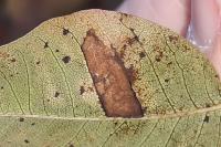 Simplimorpha promissa