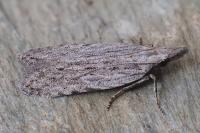 Anarsia