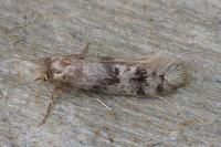 Infurcitinea