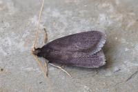 Homaloxestis briantiella