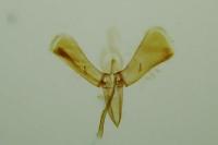 Caloptilia hauderi