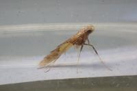 Caloptilia hauderi