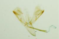 Caloptilia hauderi