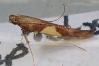 Caloptilia hauderi