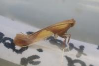 Caloptilia robustella