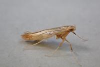Caloptilia hemidactylella