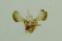 Parornix fagivora