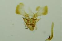 Parornix fagivora