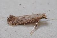 Parornix carpinella