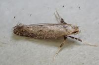 Parornix carpinella