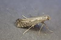 Parornix anglicella