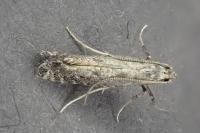 Parornix anglicella