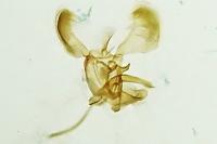 Parornix anglicella