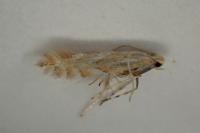 Phyllonorycter cerasinella