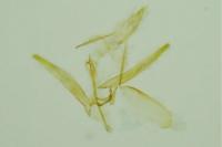 Phyllonorycter cerasinella