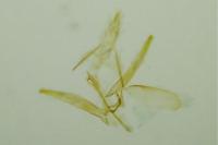 Phyllonorycter cerasinella