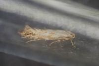 Phyllonorycter issikii