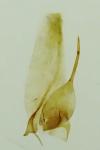 Phyllonorycter issikii
